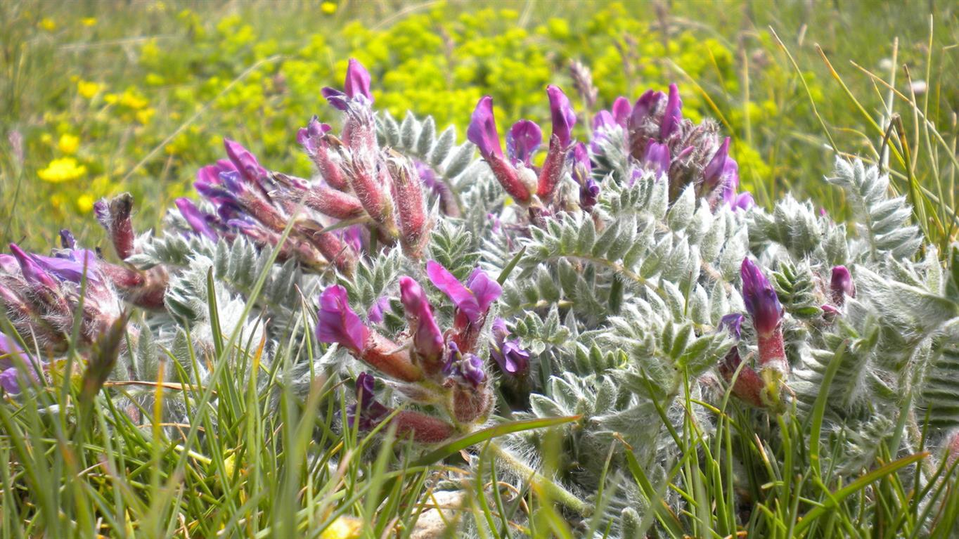 Val d''Aosta 09 - Oxytropis cfr. halleri